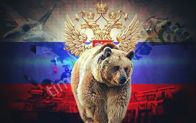 Медведя на фоне российского флага фотографии