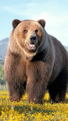 Медведя на заставку фотографии