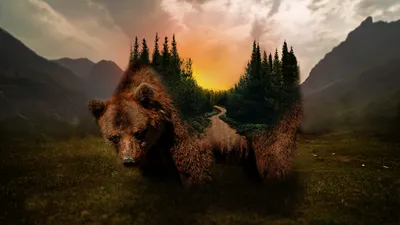 Медведь на фоне: картинка бесплатно