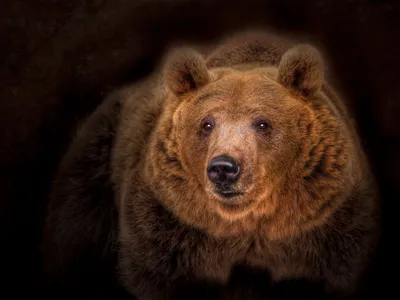 Изображение медведя: скачать бесплатно