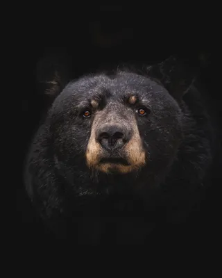 Фото медведя в хорошем качестве