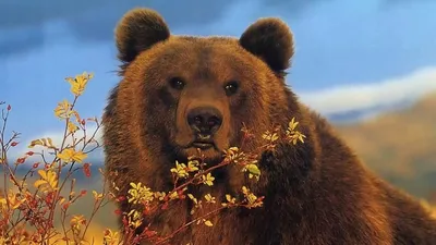 Медведь на заставку экрана