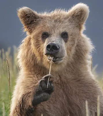 Медведь на заставку: фотография бесплатно