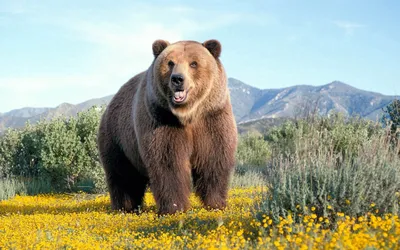 Фон с изображением медведя