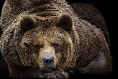 Изображение медведя на заставку