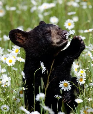 Удивительное сочетание цветов на фото медведя с цветами