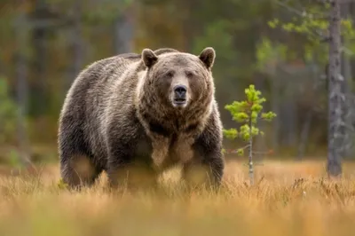 История медведей на фотографиях: бесплатно и во всех форматах