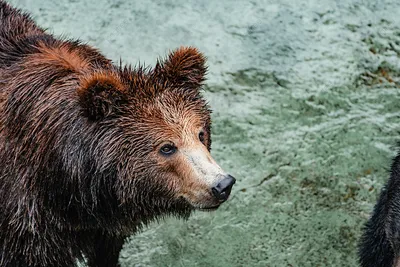 Медведь и его мир: фотографии, сделанные с любовью