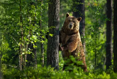 Приключения медведя: скачать фото в png формате