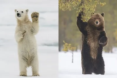 Короли леса: фотографии медведей великолепного качества