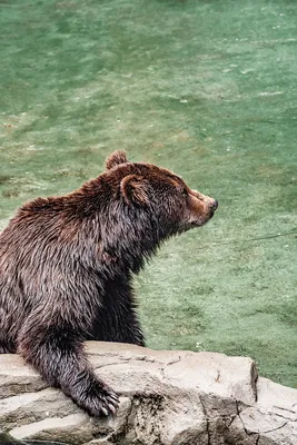 Медведь в деталях: скачать фото в png или webp формате