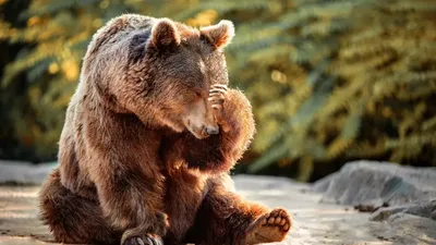 Веселые медвежьи моменты: скачать jpg, png или webp изображение