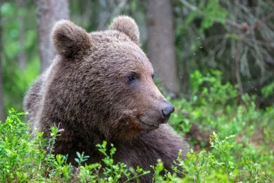 Медвежья грация: скачать jpg или png изображение