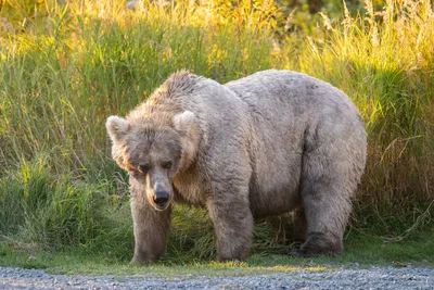 Медведь и его окружение: фотографии с потрясающими фонами