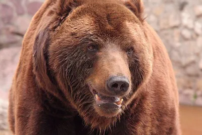 Живая природа в объективе: фотографии медведей для скачивания