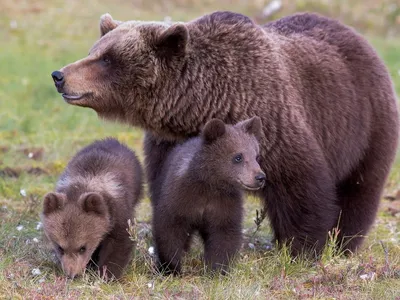 Медведь в природе: фотография с прекрасным фоном