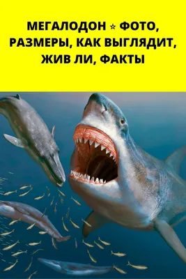 Акула Мегалодон ⭐ Кто такой, размеры и вес, где обитает, существует ли |  Мегалодон, Косатки, Животные