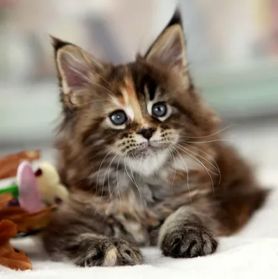 Мейн кун черного мрамора - восхитительные фото для любителей кошек