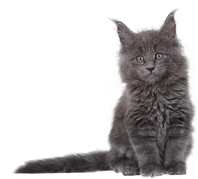 Мейн кун котята: порода, о которой вы точно должны знать больше