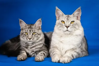 Уникальная порода: фото Мейн кун котят впечатлят вас своей красотой