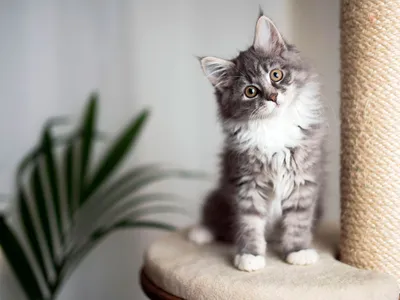 Узнайте, почему Мейн кун котята стали такими популярными породами кошек