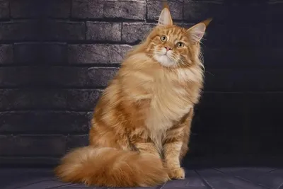 Потрясающая картинка рыжего Мейн-кун кота в высоком качестве