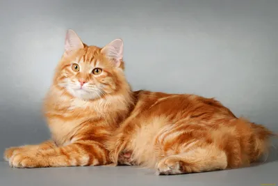 Узнайте больше о рыжих Мейн-кун котах через наши фотографии