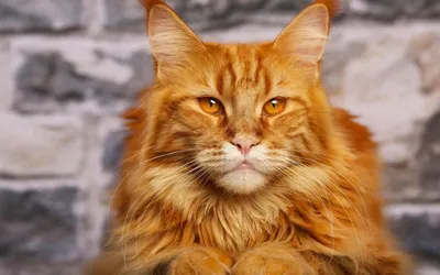 Рыжие Мейн-кун коты на фото - невероятное сочетание красоты и милоты