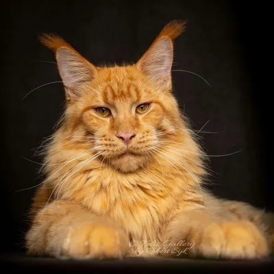 Очаровательный кот породы Мейн-кун с рыжей шерстью