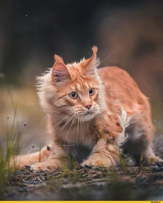 Загадочные и прекрасные рыжие Мейн-кун коты в вашем распоряжении