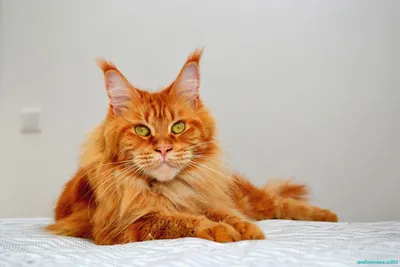 Грандиозная красота рыжего Мейн-кун кота на фото в высоком разрешении