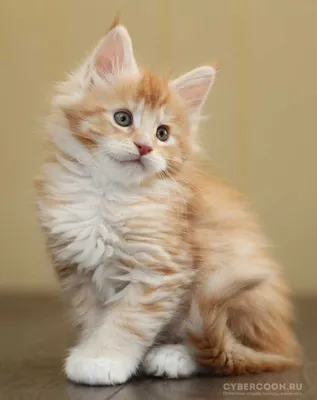 Рыжий Мейн-кун кот на фото - обои, которые поднимут настроение