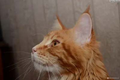 Рыжий Мейн-кун кот на фото - познакомьтесь с его поразительными чертами