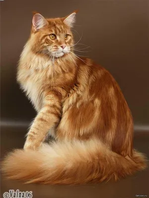 Фото Мейн-кунов рыжего окраса для ценителей котов-великанов
