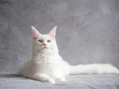 Картина Мейнской енотовой кошки подчеркнет вашу индивидуальность