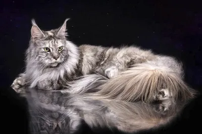 Изображение Мейнской енотовой кошки в хорошем качестве