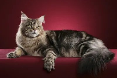 Красивое изображение Мейнской енотовой кошки в png формате