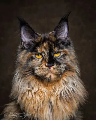 Изумительные фото Мейнской енотовой кошки ждут вас