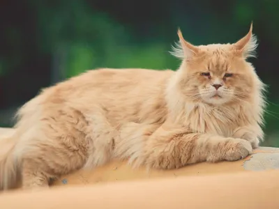 Популярное изображение Мейнской енотовой кошки