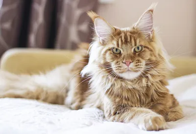 Сделайте свой дом более уютным с фото Мейнской енотовой кошки