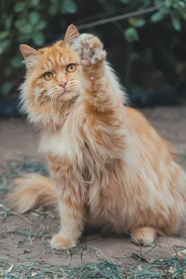 Великолепная Мейнская енотовая кошка в формате jpg