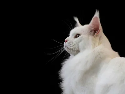 Скачивайте бесплатные фото Мейнской енотовой кошки в хорошем качестве