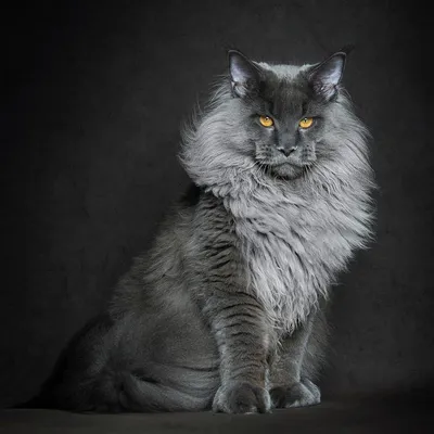 Наслаждайтесь красотой Мейнской енотовой кошки на вашем экране