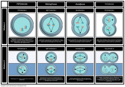 Мейоз Storyboard per ru-examples