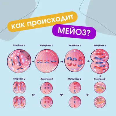 Деление клетки. Как происходит мейоз? — Мария Семочкина на TenChat.ru