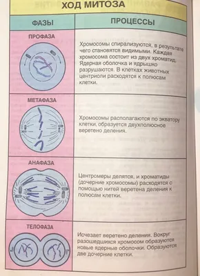 что такое Митоз и Мейоз? | Пётр Попов | Дзен