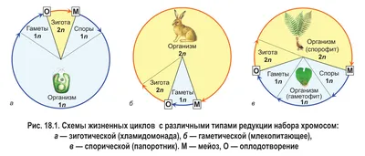 деление мейоза. меиоз делится на мейоз I и мейоз Ii Иллюстрация штока -  иллюстрации насчитывающей завязь, пары: 241462823