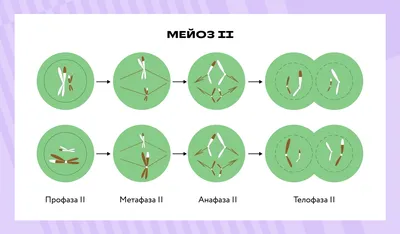 18. Мейоз: Место мейоза и оплодотворения в жизненном цикле организмов