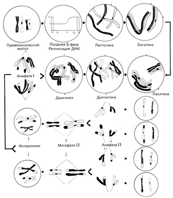Фазы Мейоза — стоковая векторная графика и другие изображения на тему Мейоз  - Мейоз, Anaphase, Centriole - iStock
