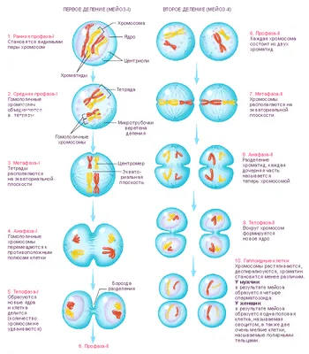 Деление клетки. Отличие митоза и мейоза - NeoBionika.ru - сайт о  дополнительном образовании: обучающие материалы для самообразования